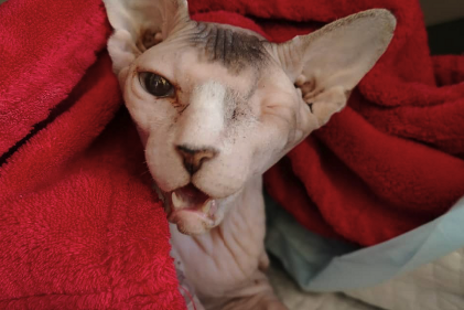 Sterilizácia mačiek